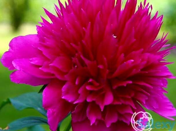 Пион перпл спайдер, фотография 1