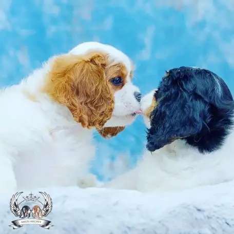 Профессиональный питомник ANGEL MECHTY., фотография 4