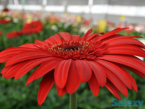 Продаю саженцы герберы, фотография 7