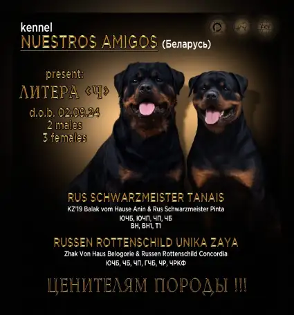 Продаю породистых щенков, фотография 1