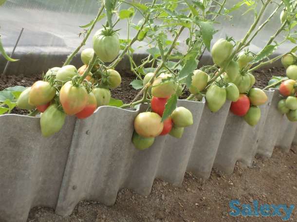 Рассада томатов, самые вкусные сорта, фотография 5