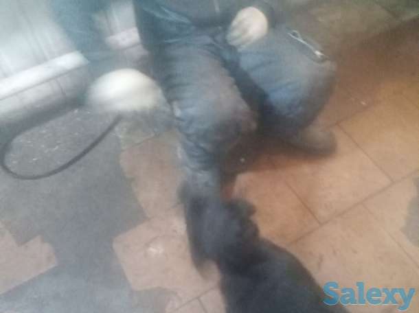 Продам щенка 3-х мес. Суку ротвейлер, фотография 6