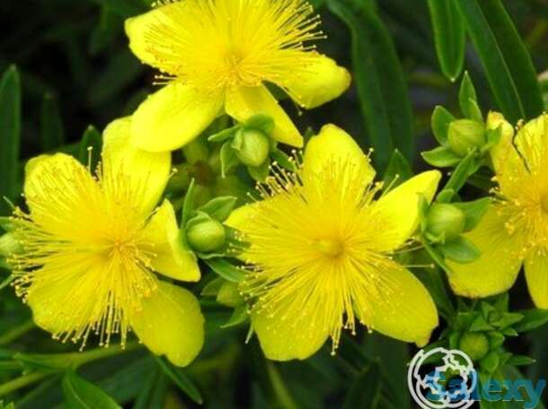 Зверобой кальмана гемо, фотография 1