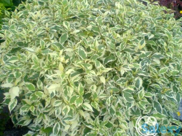 Дерен элегантиссима, фотография 1