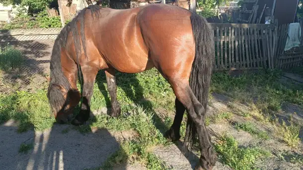 Продам жеребца, фотография 2