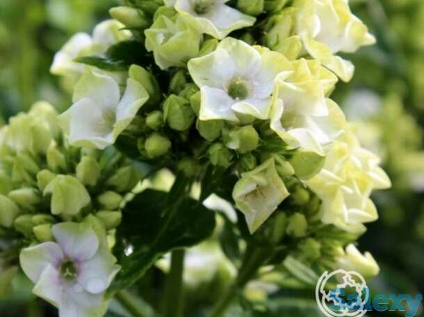 Флокс метельчатый грин лив, фотография 1