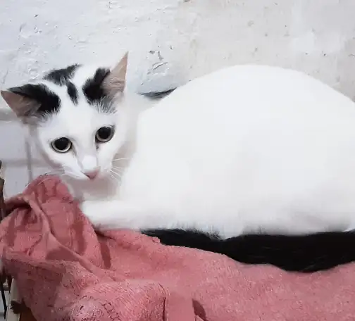 Отдам в хорошие руки кошку 1год, фотография 1