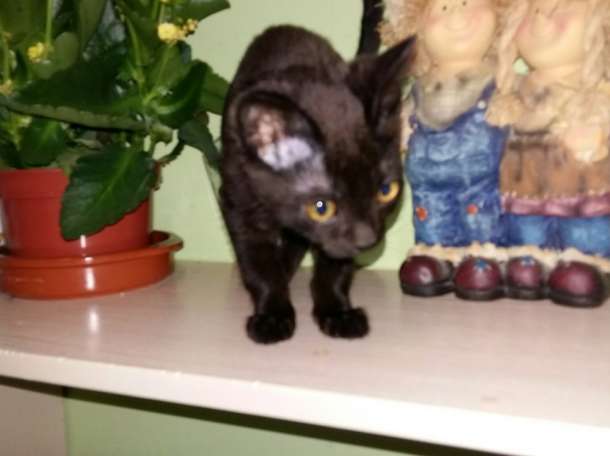 Мишка ищет свою сеью, фотография 1