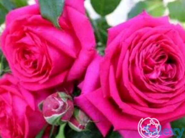 Роза режис маркон, дельбар, фотография 1