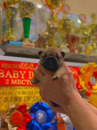 Щенок французского бульдога от чемпионов России, фотография 2