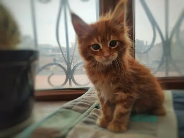 Котята Мейн Кун, фотография 5