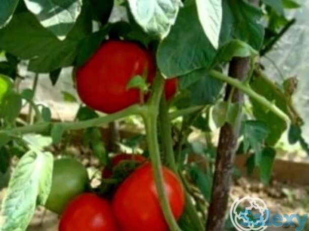 Семена Томат Бурковский Ранний 20 шт, фотография 1