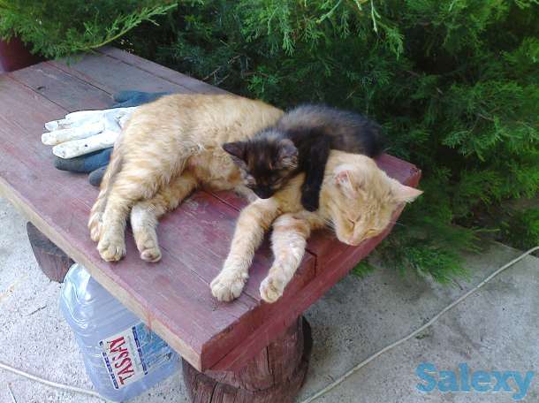 отдам котёнка., фотография 1