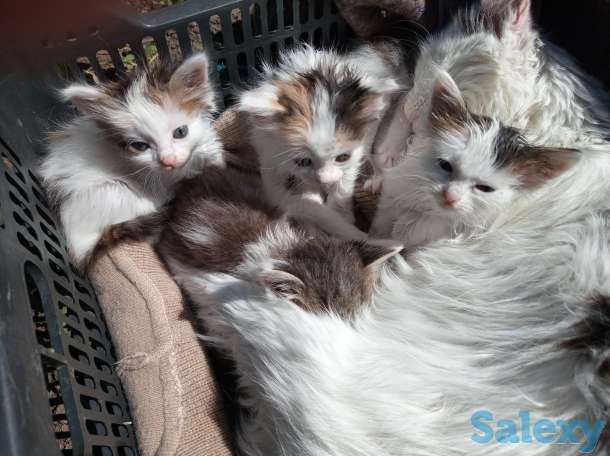 Помогите пристроить, фотография 1