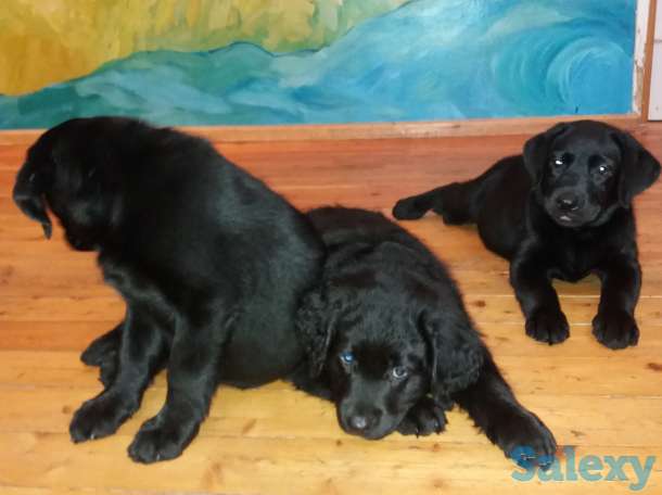 Продам щенков лабрадора черного окраса, фотография 12