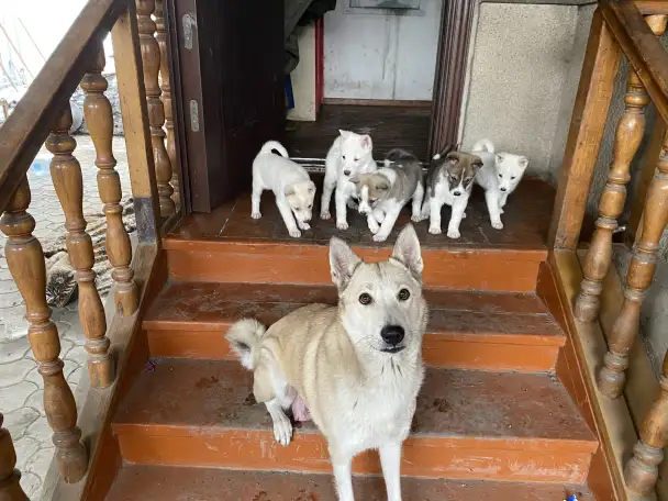Щенки западно-сибирскотатарский Лайки, фотография 1