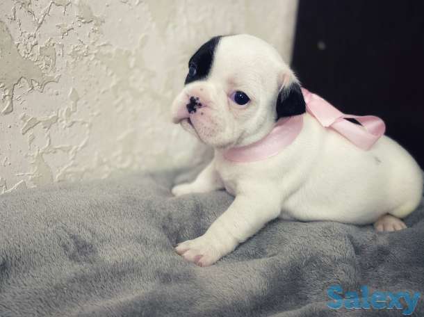 Щенята Французского бульдога, фотография 4