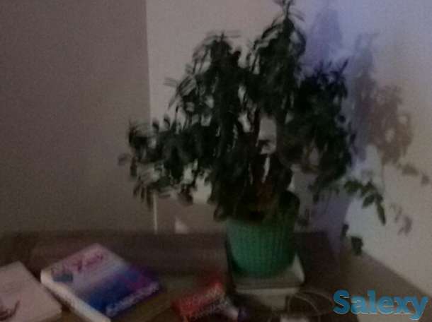 Аренда посуточно в г.Астрахань, фотография 4