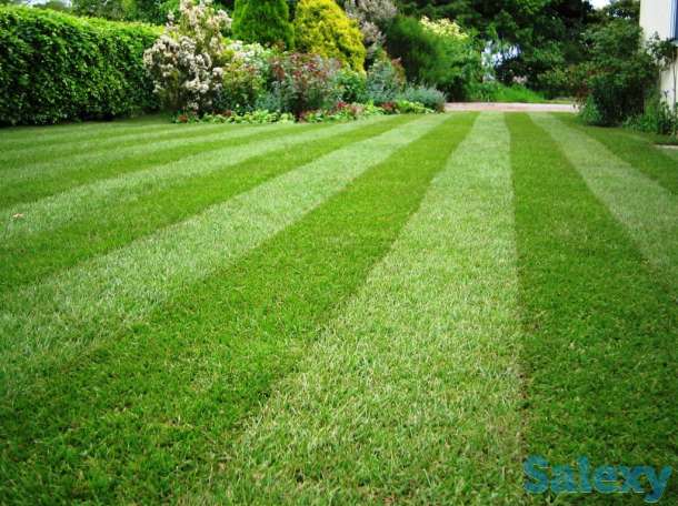 семена газонных трав, фотография 2