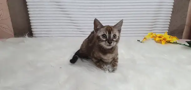 Бенгальские котята от привозных родителей, фотография 6