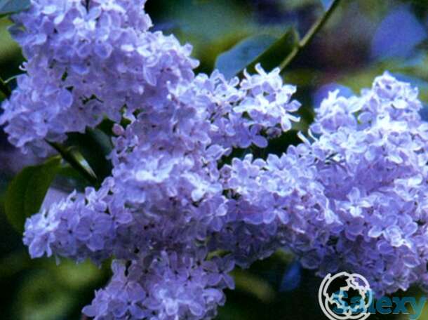 Сирень фирмамент, фотография 1