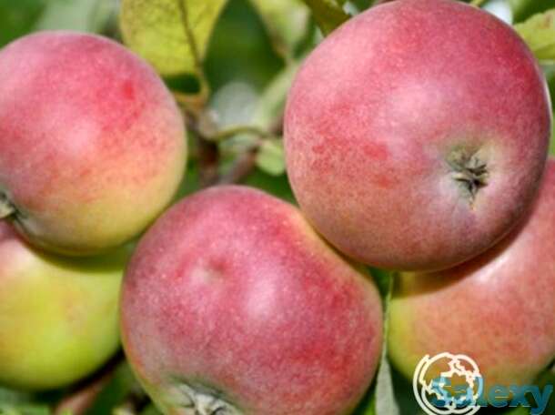 Яблоня легенда, фотография 1