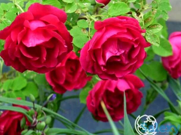 Роза кутберт грант канадская парковая к/с, фотография 1