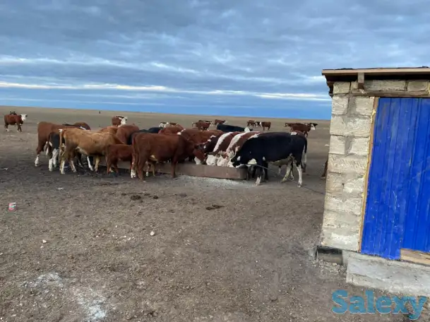 Продам крестьянское хозяйство в 100 км от Уральска, фотография 17