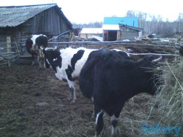 Молочные коровы, фотография 2