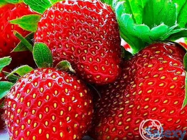 Семена Клубника Зефир 10шт, фотография 1