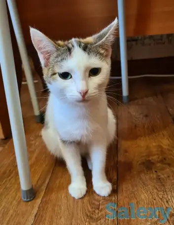 Ищу хозяина для кошечки, фотография 1