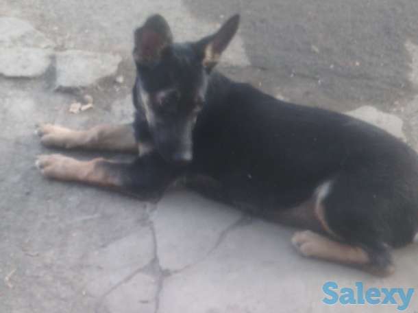 Отдам собаку в хорошие руки!, фотография 3