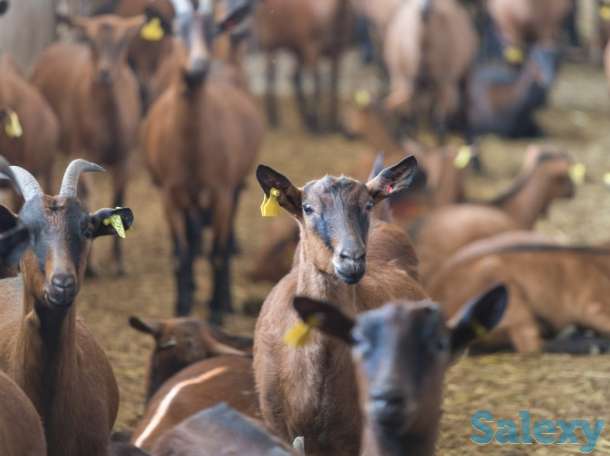 Племенные козы Альпийской породы (скот из Европы класса Элита и Элита Рекорд), фотография 8