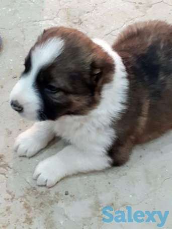 Продам чистокровный алабай, фотография 1