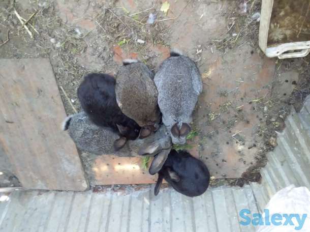 Продам кролики, фотография 2