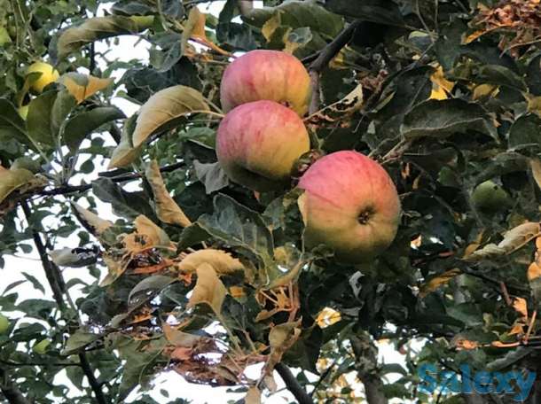 Яблоневый сад 2 га в с.Азат, фотография 3