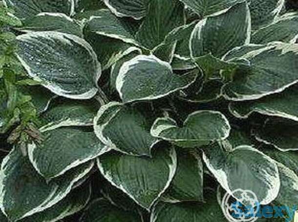 Хоста Керол (ML), фотография 1