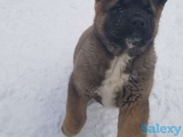 продам щенков Американская акита, фотография 3