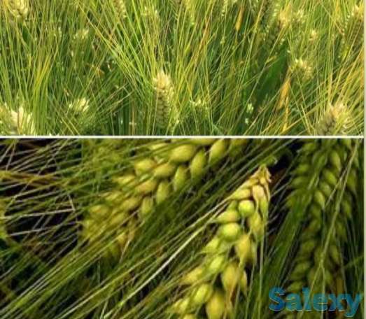 Семена ячменя озимого - 