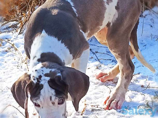 Продам щенков немецкого дога, фотография 3
