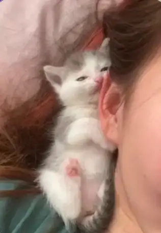 Подкинули котенка,девочка,хорошенькая,ищу хозяина, фотография 2