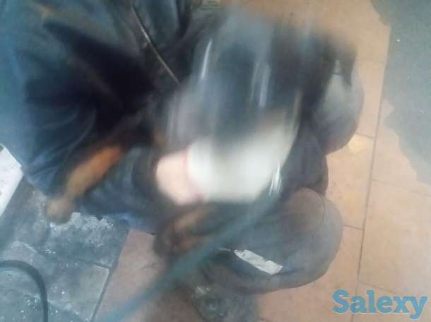 Продам щенка 3-х мес. Суку ротвейлер, фотография 2