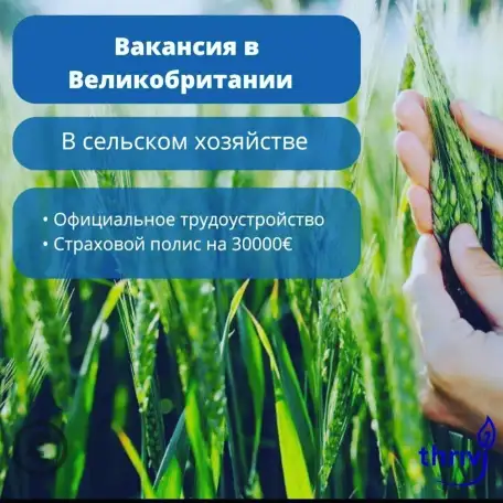 Сезонная работа в теплицах Англии с открытием рабочей визы, фотография 2