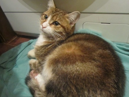 Срочно отдам кота в хорошие руки, фотография 1