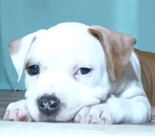 Американский стаффордширский терьер, фотография 9