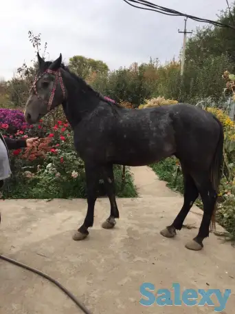 продам коня 4,5 года, фотография 1