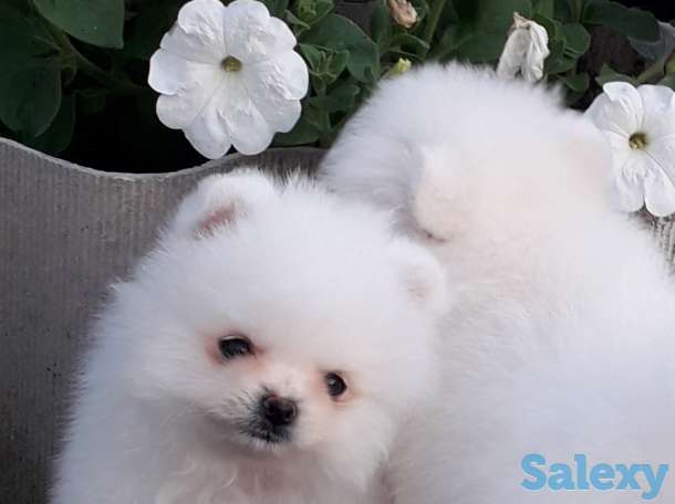 Белоснежые шпицы, фотография 6