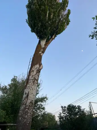 Спил сруб деревьев, фотография 2