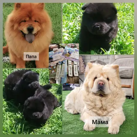 Милые мишки ЧАУ-ЧАУ, фотография 1