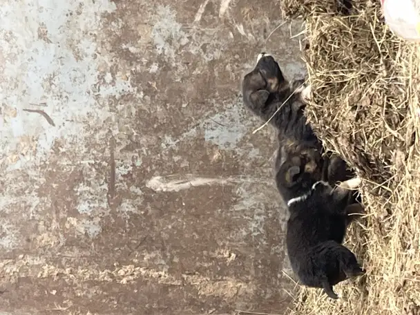 Ченки бесплатно немец, фотография 4